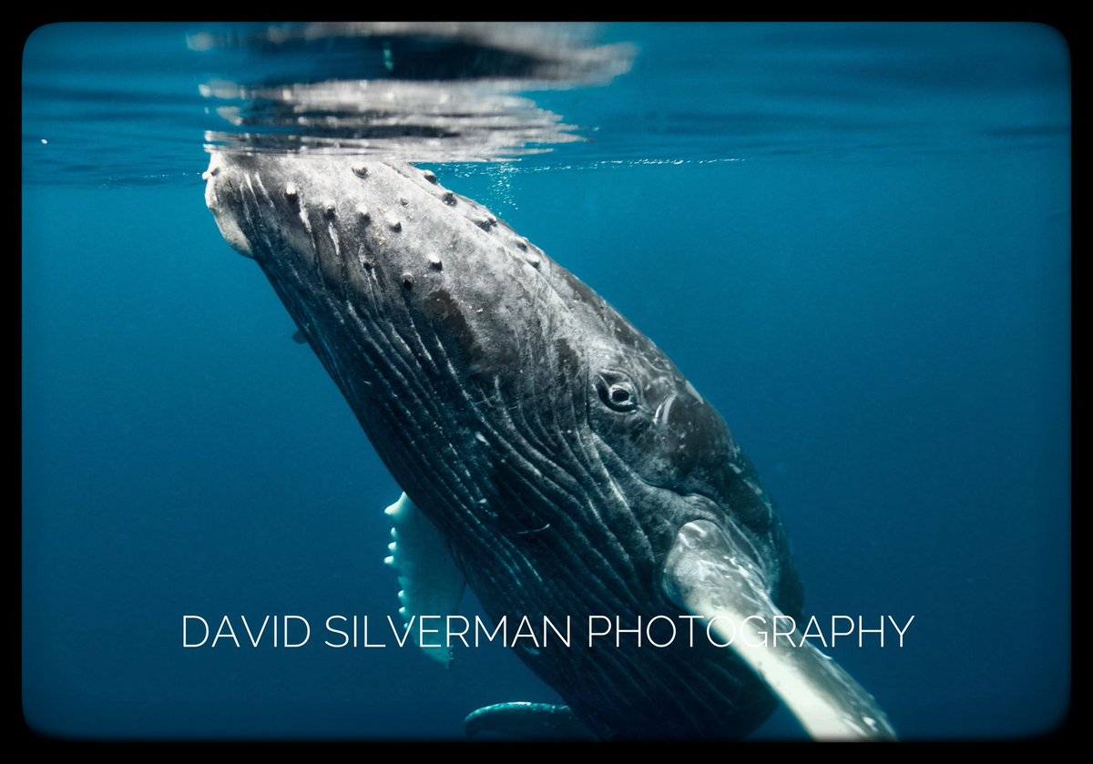 David Silverman tweet media