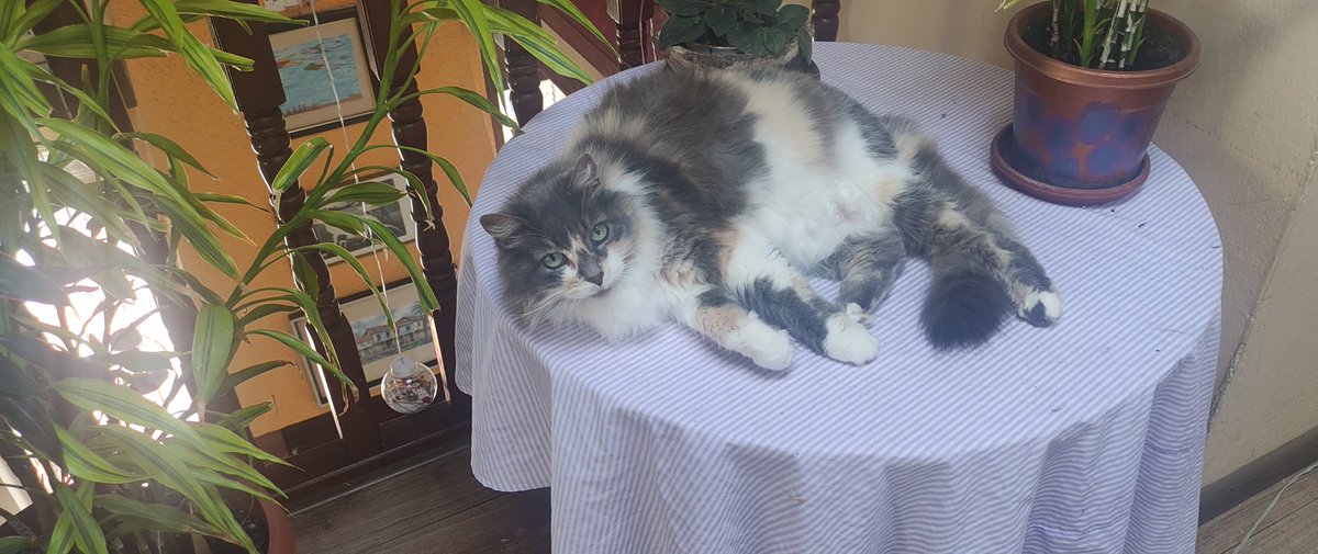 ManuSaenzVolvio's tweet photo. Mi #Mashmellow preciosa!
Gordita mía adorada!
😍 https://t.co/cZF0YwzWls