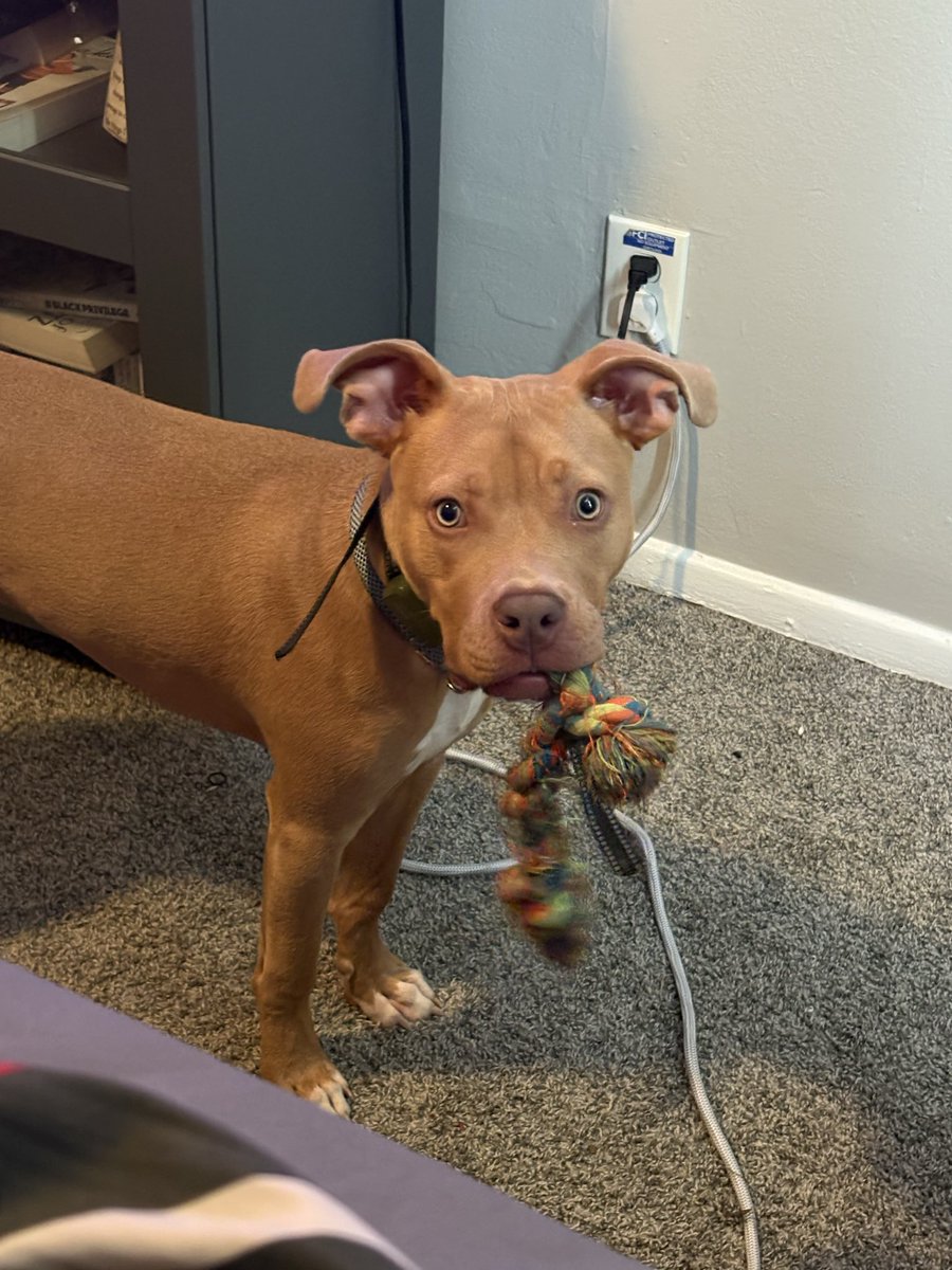 JstCallMe_TT's tweet photo. I haven’t talked to yall in sooo long… meet my puppy Bruno https://t.co/KejhakeElH