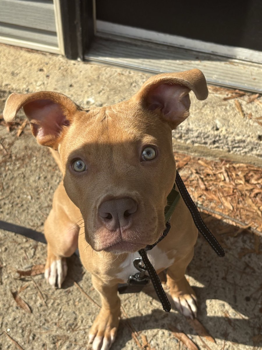 JstCallMe_TT's tweet photo. I haven’t talked to yall in sooo long… meet my puppy Bruno https://t.co/KejhakeElH