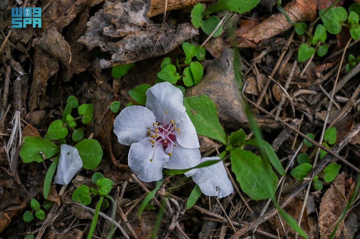 واس الاقتصادي tweet media