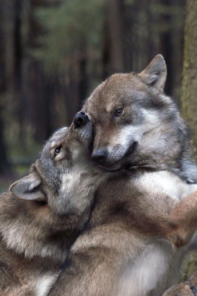 wolflope's tweet photo. https://t.co/EKArfJ1aoz