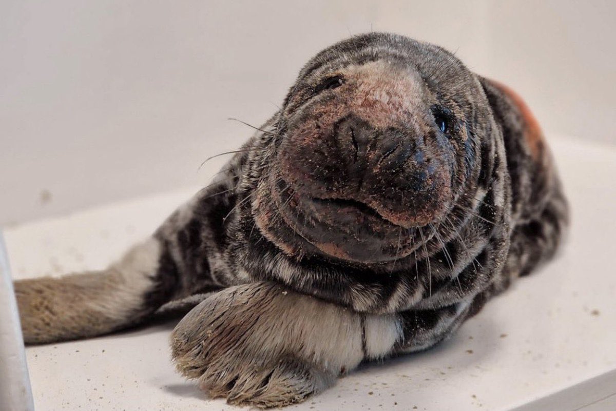 phantasmarina's tweet photo. This is Moffel.

Moffel had to be rescued by seal rescue Zeehondencentrum after being bit by an unleashed dog.

Despite their best efforts, he died days later due to his injuries.

Do not bring your dog around wild seals. Do not touch or pet wild seals. It’s illegal and harmful. https://t.co/aK3PMBL9eC