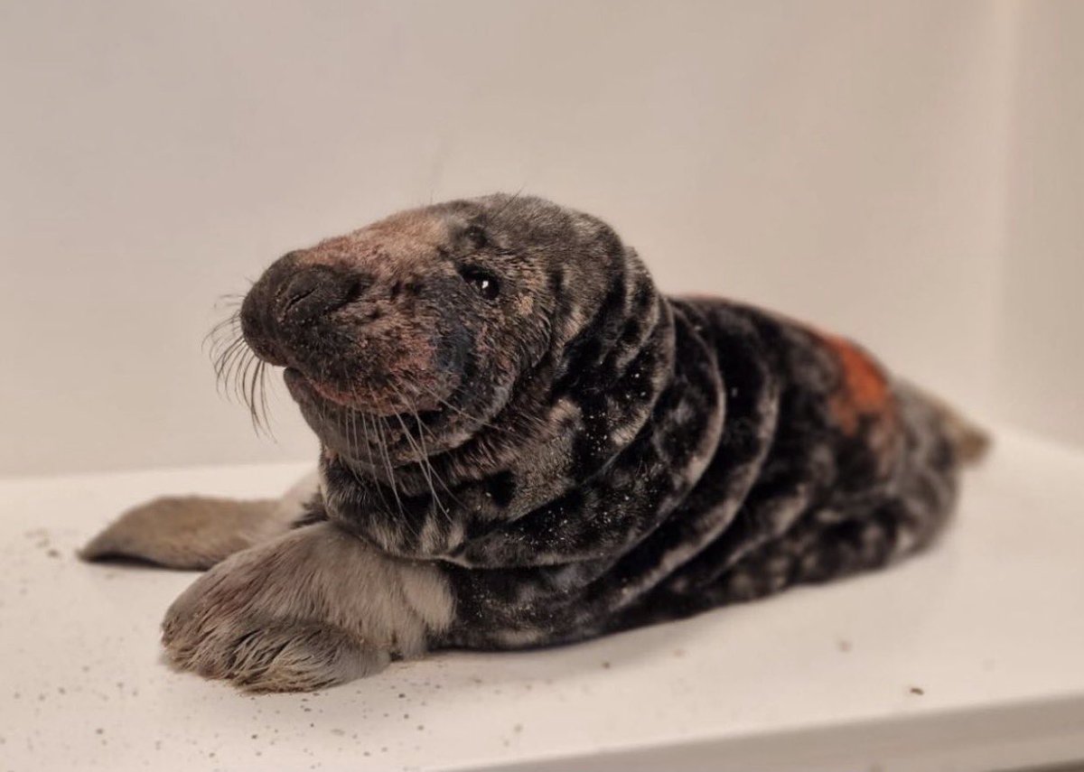 phantasmarina's tweet photo. This is Moffel.

Moffel had to be rescued by seal rescue Zeehondencentrum after being bit by an unleashed dog.

Despite their best efforts, he died days later due to his injuries.

Do not bring your dog around wild seals. Do not touch or pet wild seals. It’s illegal and harmful. https://t.co/aK3PMBL9eC