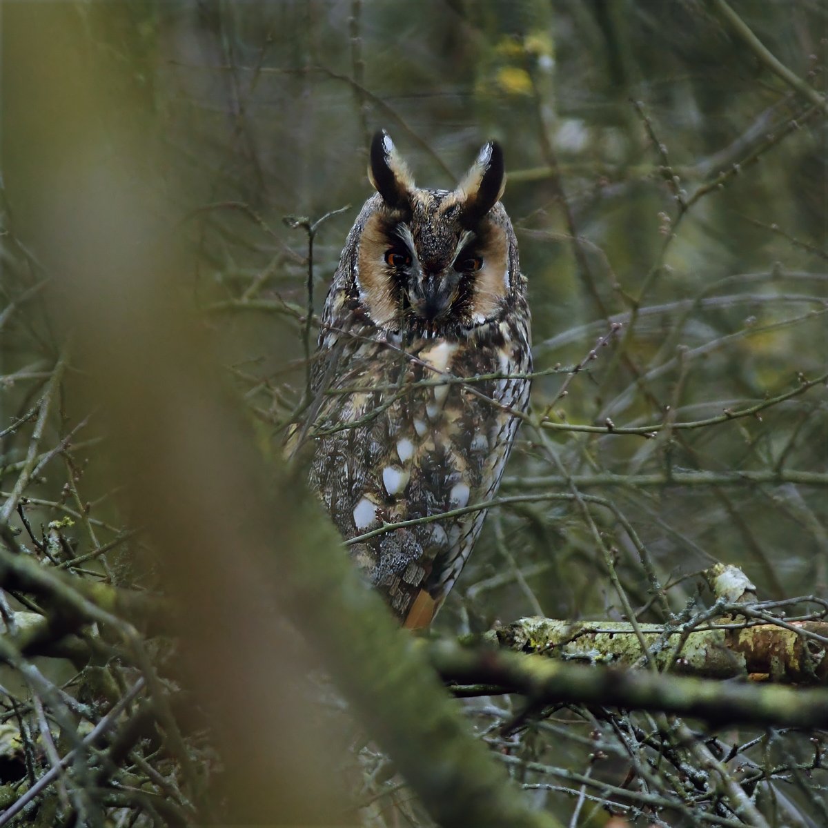 Phil Burnside tweet media