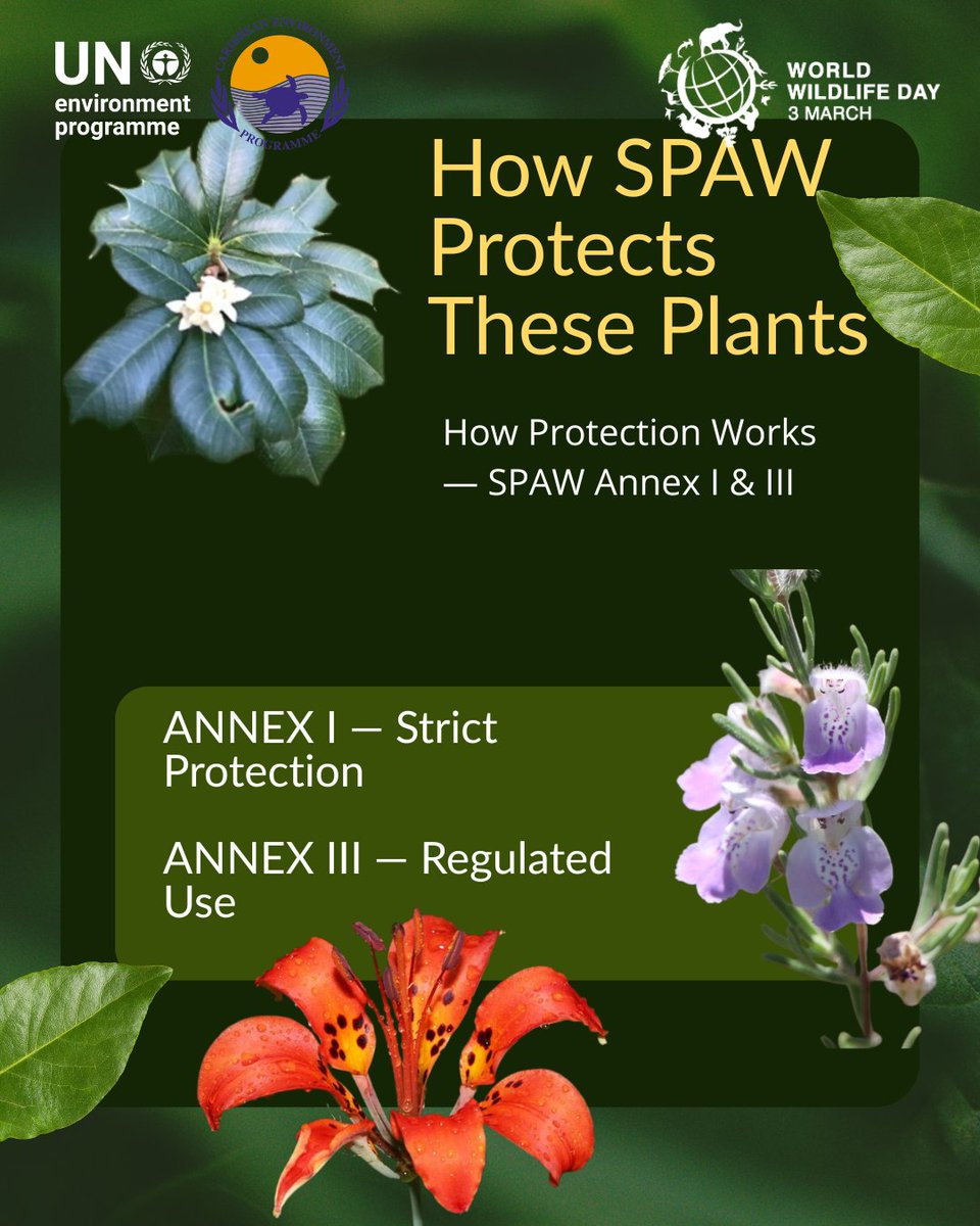 UNEP_CEP's tweet photo. 🛡️ ANNEX I: Strict protection—no picking, cutting, or destruction of threatened plants.
⚖️ ANNEX III: Regulated use under sustainable management.
Together, they protect the Caribbean’s heritage of medicinal &amp; aromatic plant use—responsibly.
#WorldWildlifeDay #SPAWProtocol https://t.co/Pmfb8wGHT5