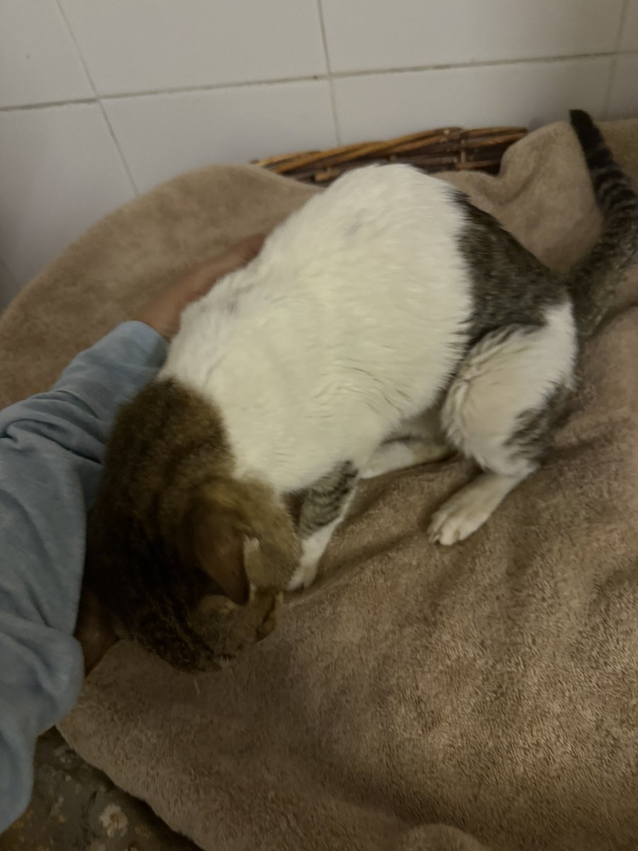 疾患部の治療の為入院していたオモチャさんが帰宅。みたことない爆甘えっぷりで、久しぶりに大きな声も聞けた。病院はドバイにあって、入院した日はこんな情勢になるとは思いもせず、オットがお迎えに行くのにちょっと心配だったけど、何ということなく静かだったとか。ただ、なんだかわかんないけど急