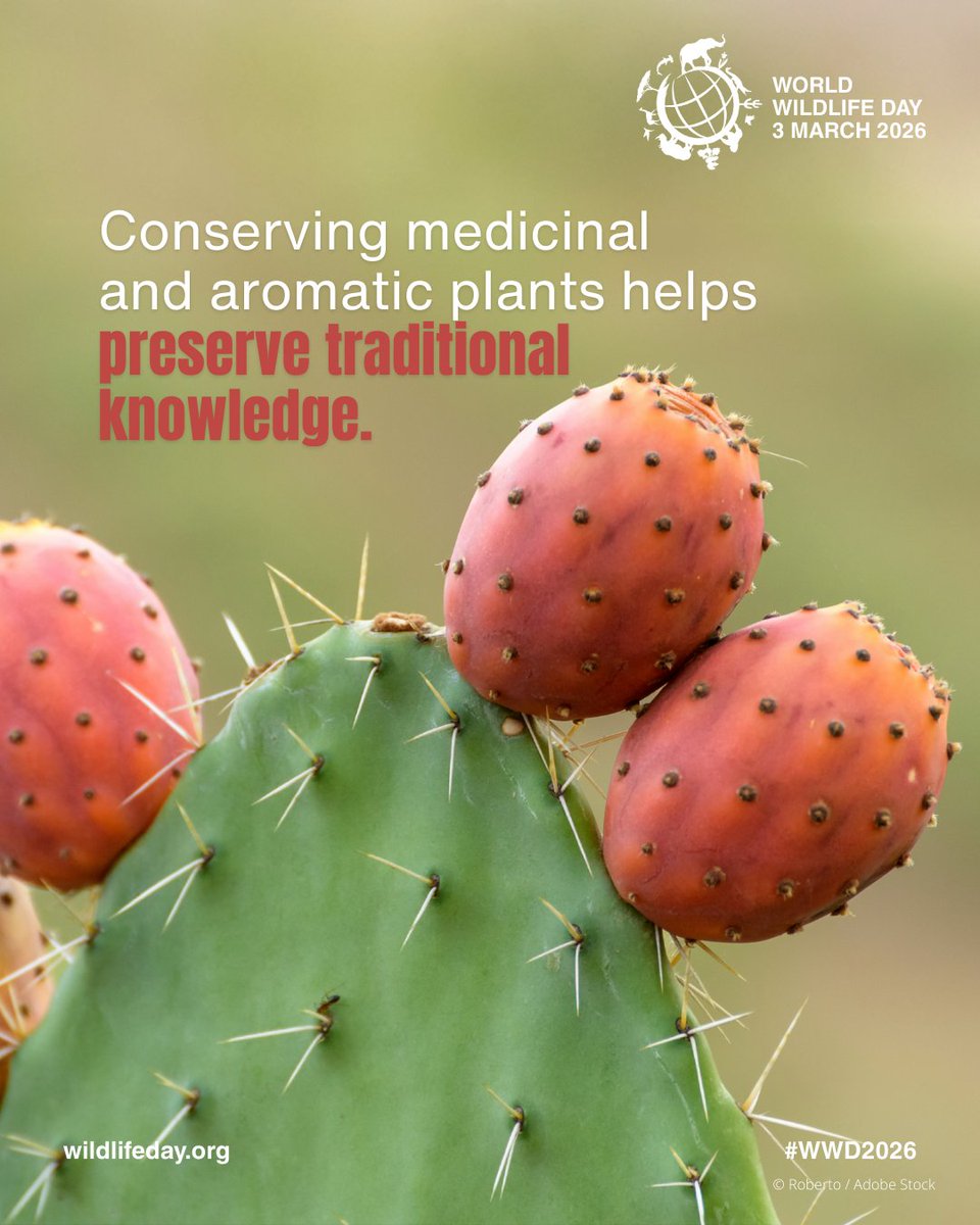 UNEP_CEP's tweet photo. Medicinal &amp; aromatic plants are part of the Caribbean’s cultural identity. 🌿The SPAW Protocol protects these species and their habitats, safeguarding heritage, health traditions &amp; biodiversity.
#WorldWildlifeDay #SPAWProtocol #CaribbeanBiodiversity
@cristojc https://t.co/wOluK5MVUx
