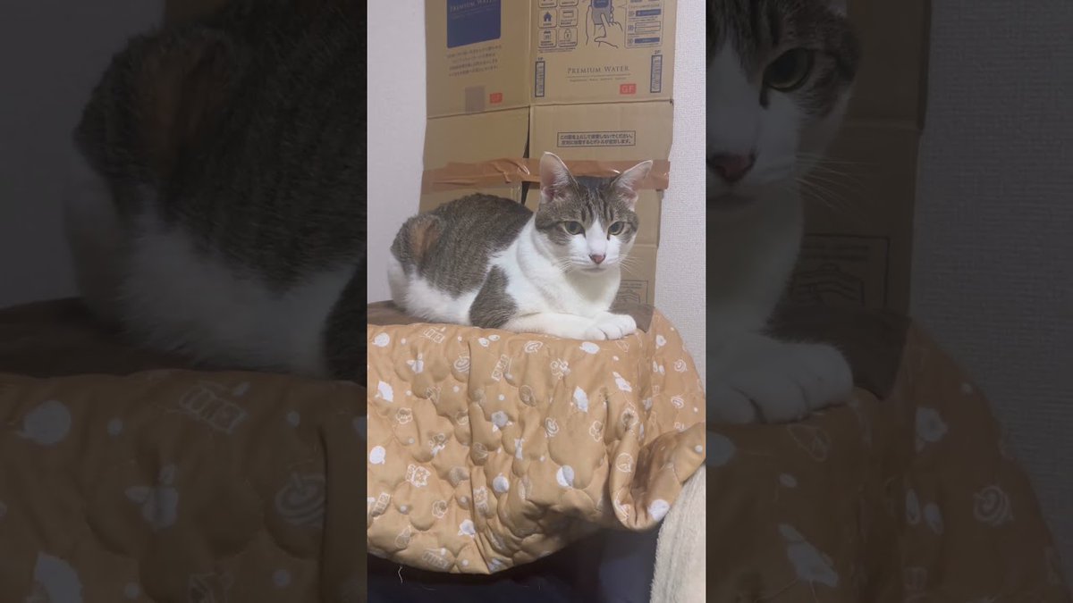 MeowMoeDotCom's tweet photo. 我が家のスフィンクス #猫 #cat #catcute #cute #猫のいる暮らし #猫のいる生活
https://t.co/RhexQXNGvr
#Neko #スフィンクス https://t.co/Qwmfrz9bDP