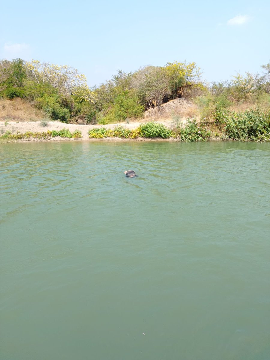 EdwinMComunica's tweet photo. Un cuerpo sin vida de un hombre q fue localizado flotando en un canal de riego ubicado entre las comunidades de Asunción Ixtaltepec y San Pedro Comitancillo, en la región del Istmo de Tehuantepec. #EdwinMenesesComunica https://t.co/MeGgXdXuSh