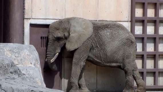 YoAmoaLaCiencia's tweet photo. Gobierno de Brugada ordena ocultar durante tres años la información de la elefanta Ely

El gobierno “animalista” de Clara Brugada decidió reservar por tres años la totalidad de la información relacionada con la elefanta Ely. 

Bajo el argumento de que forma parte del juicio de amparo 1056/2021, asunto que ya fue resuelto por la Suprema Corte de Justicia de la Nación a propuesta de la ministra Yasmín Esquivel. 

La sentencia fue garantizar condiciones de bienestar y no ordenó confidencialidad.

Adriana Fernández Ortega actual encargada de la Dirección de Zoológicos se negó a entregar información sobre la salud de Ely que se solicitó en la Plataforma Nacional de Transparencia con el folio 090163725002058.

Afirmando que los expedientes médicos, reportes clínicos y documentos administrativos sobre la elefanta Ely no pueden entregarse porque forman parte del “cuerpo de prueba” de un juicio que ya decidió la SCJN.

La respuesta de la Secretaría del Medio Ambiente a cargo de Julia Álvarez ante una revisión posterior de la solicitud de transparencia fue clasificar como reservada la información sobre la elefanta Ely durante tres años.

La clasificación fue aprobada por el Comité de Transparencia de la propia SEDEMA es decir, funcionarios empleados por el mismo gobierno de Brugada decidieron que toda información vulnera “la intimidad del procedimiento”.

La SEDEMA sostiene  que “no ha causado ejecutoria”, que “está en fase de cumplimiento” y que la divulgación “afectaría el debido proceso” pero esto solo protege al gobierno de Brugada.

Si la orden es cumplir con el bienestar de Ely de manera permanente, transparentar cómo se está cumpliendo no debería de afectar.

A menos que Ely siga en mal estado.

El amparo que hoy sirve de argumento para negar la información, fue promovido por el abogado Mario Czacki Halkin quién alegó que se sentía afectado de manera personal al observar a la elefanta en condiciones inadecuadas. 

A este amparo se le dió prioridad en la SCJN, y“obligó” al gobierno de la CDMX a hacerse responsable del bienestar de Ely. 

Bloqueando su posibilidad legal de ser trasladada a un santuario.

Ahora ese mismo expediente se convierte en escudo para impedir que se conozca si las medidas ordenadas de bienestar realmente se cumplen.

Tras el que fue llamado “logró histórico” Mario Czacki Halkin no volvió a presentar ningún caso relacionado con animales y ahora da cursos en Yucatán.

Claudia Sheinbaum como Jefa de Gobierno de la CDMX se negó al traslado de Ely a un santuario y bloqueó todos intentos de que un especialista en elefantes la examinara.

Martí Batres, también como Jefe de Gobierno, cerró el acceso por más de 8 meses al recinto donde está  Ely alegando “remodelaciones” y “periodo de adaptación” de Ely con las otras dos elefantas. 

Y Brugada decide negar la información 3 años.

¿Qué tienen que ocultar de un solo animal? ¿Qué tan mal está?