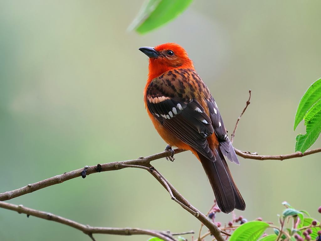 costa_rica123's tweet photo. Flame-colored Tanager（ホノオフウキンチョウ）

最初は食事に夢中だったのに、カメラを構えた途端このポーズを披露。

カメラマン慣れしたベテランのモデルに感謝！あっ、モデル料を払い忘れたｗ

#野鳥 #コスタリカ https://t.co/GWLkUcOl5Y