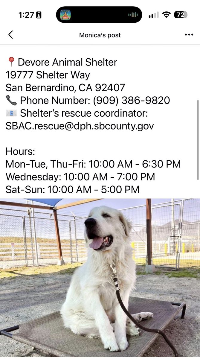 RussianBerner's tweet image. See post below for this sweet 4yo #GreatPyrenees boy Allegra👇🥹