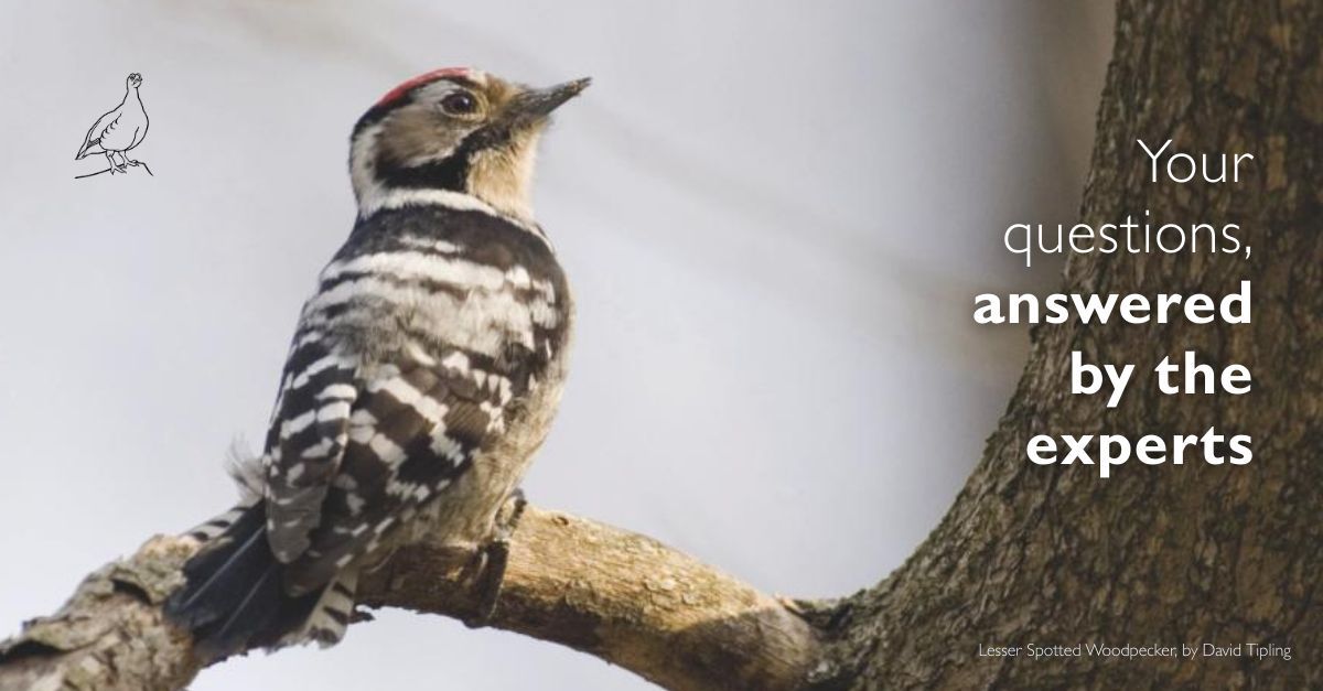 British Birds tweet media