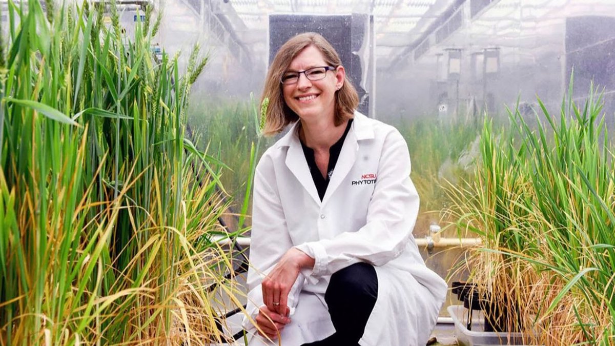 NC State College of Agriculture and Life Sciences tweet media