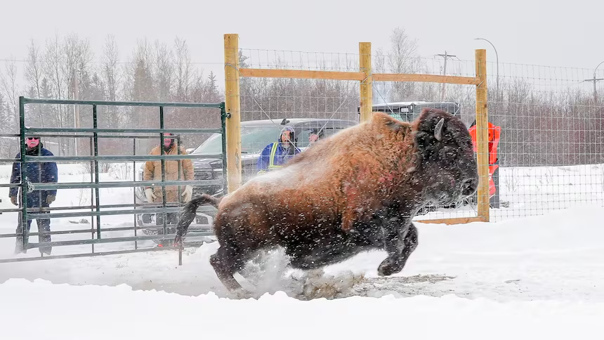 BC Métis Federation tweet media