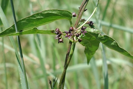 KingTownship's tweet photo. With #InvSpWk wrapping up, we want to hear from you! Share your insight on invasive species by completing the online survey. https://t.co/iL0mTv6aXE