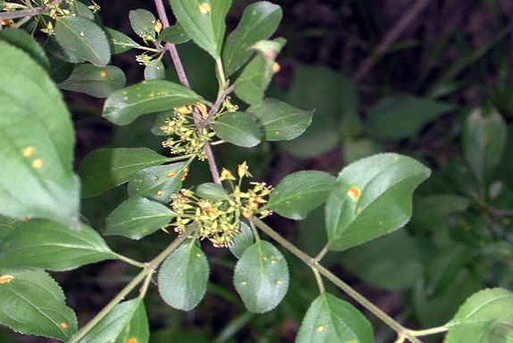KingTownship's tweet photo. With #InvSpWk wrapping up, we want to hear from you! Share your insight on invasive species by completing the online survey. https://t.co/iL0mTv6aXE