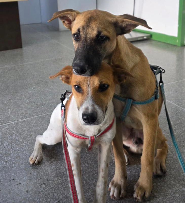 JackRussellVzla's tweet photo. @nelbasd #reporta que Tommy y Carlitos siguen en buscan de hogar, estan castrados, vacunados, tienen su cama, platos y correa, estan en Caracas, son cariñosos y juguetones y un poco tímidos, aproximadamente 8 meses.

Contacto: 04149158160 04142453730
#adoptaunmestizo https://t.co/pz2ro2eM5k