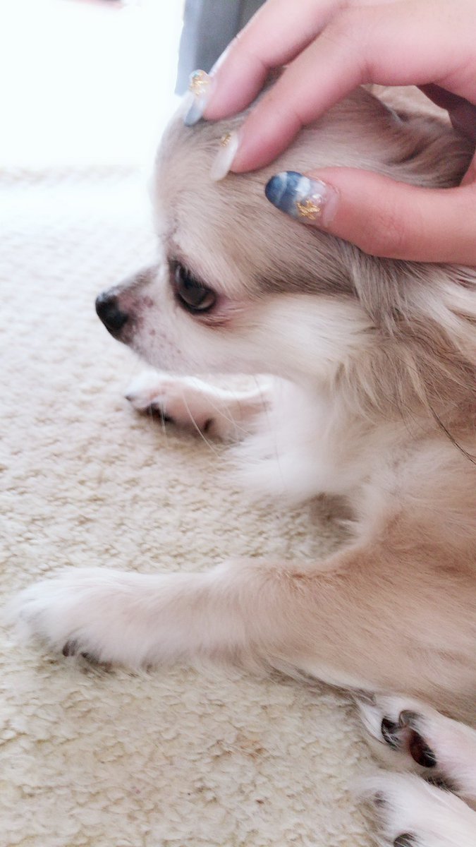 momo_2160's tweet photo. おはようございます
お久しぶりです

最近変わった事が
ありまして

たまになんですけど
視界に一瞬ですが
シッポを振りながら
歩く犬の姿が……

一瞬見えるんです

ももちゃんかな❓
って見ると
気持ちよさそうに
寝てるんです

まさしく！
チャッピーですね💕︎
毛の色も若干���うので

会いたいなぁ https://t.co/Zs0e3Mujnl