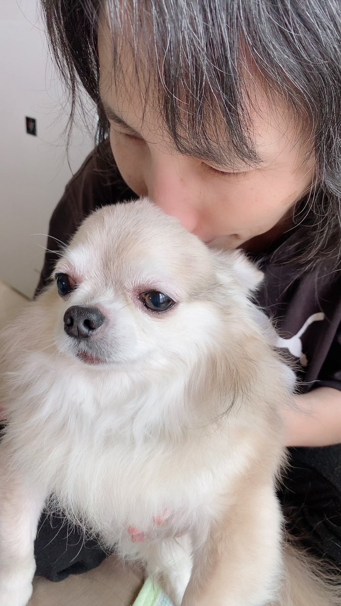 momo_2160's tweet photo. おはようございます
お久しぶりです

最近変わった事が
ありまして

たまになんですけど
視界に一瞬ですが
シッポを振りながら
歩く犬の姿が……

一瞬見えるんです

ももちゃんかな❓
って見ると
気持ちよさそうに
寝てるんです

まさしく！
チャッピーですね💕︎
毛の色も若干���うので

会いたいなぁ https://t.co/Zs0e3Mujnl