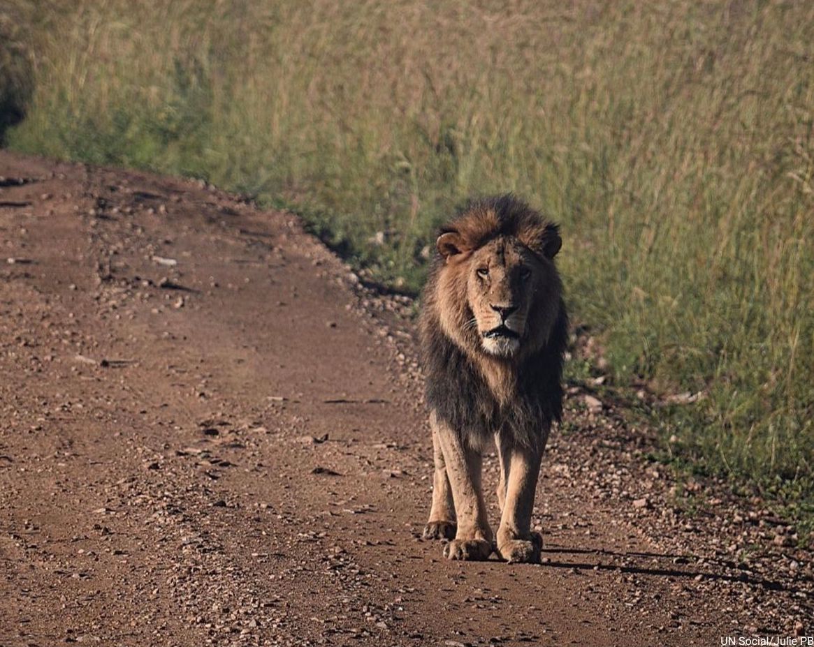 UN's tweet photo. More than one million species of wild flora and fauna are at risk of extinction.

On Tuesday’s #WorldWildlifeDay, let’s commit to building a world that can sustain all life on Earth — every action counts.

Find out how you can help: https://t.co/1Pn4b4o4Uj https://t.co/MOpGqCFfwI