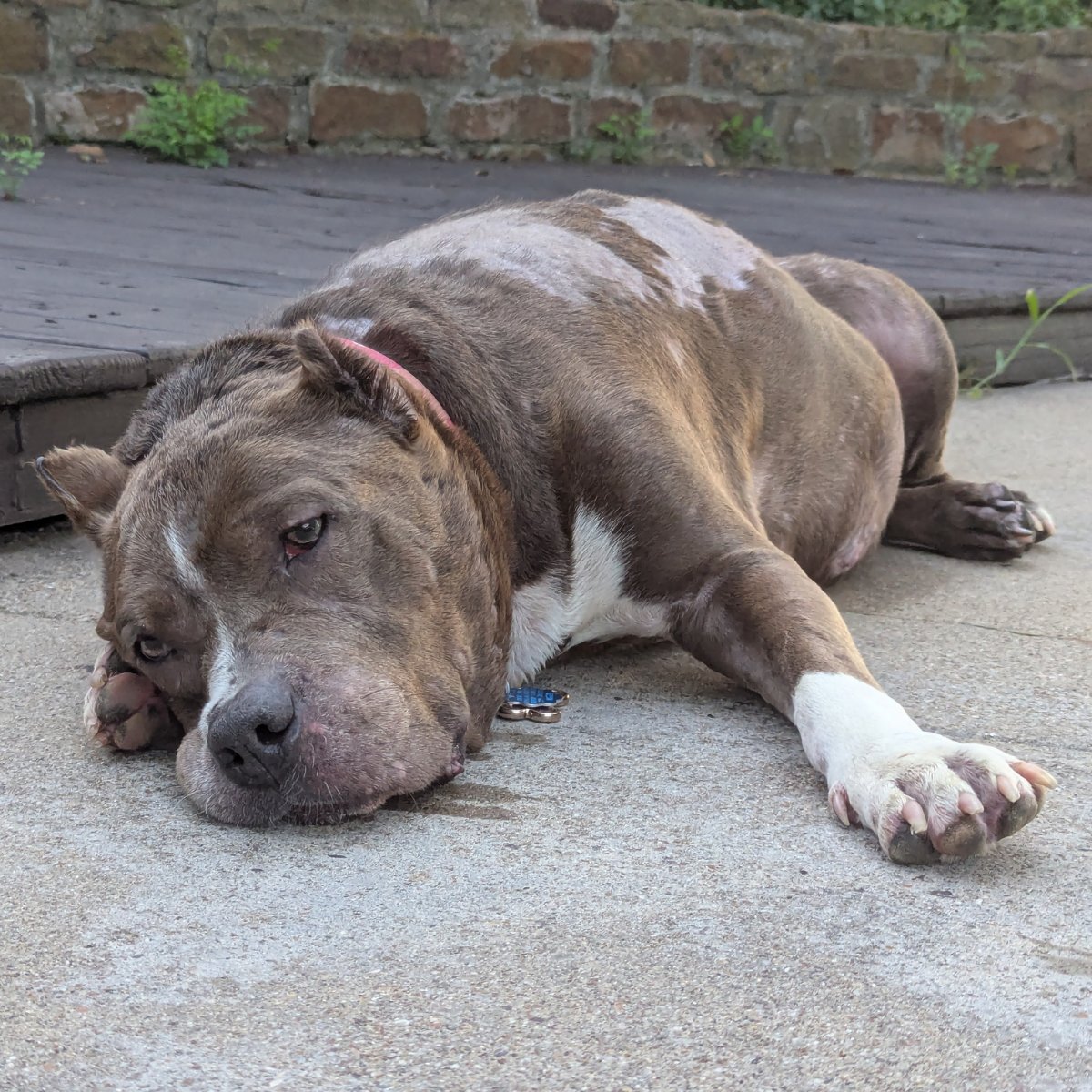 15outof10's tweet photo. Meet Freyja. She has a hormonal disorder called Cushing's Disease. On Friday, our email community raised $11,500 in 39 minutes to cover her lifelong medical care! Now she's looking for a forever home with @DallasPetsAlive in Texas. We'll pupdate you on her journey here ❤️‍🩹 https://t.co/l7nawACCuu