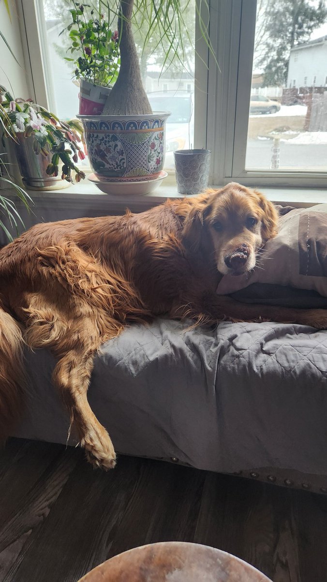 My best friend is the whole world. Thank for everything.
I know you're fighting with all your might but it's time we let you rest. In a couple of days this house will be empty, but I know you'll be waiting for us.
See you tomorrow, my dearest Maximo