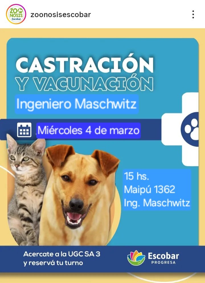 protegealanimal's tweet photo. ESCOBAR - LOMA VERDE/INGENIERO MASCHWITZ
#ESCOBAR #INGMASCHWITZ #MASCHWITZ #GARÍN #MATHEU #MAQUINISTASAVIO #SAVIO #BELÉNDEESCOBAR #LOMAVERDE #ZONANORTE #GRANBSAS #BSAS
Para castraciones en el móvil quirúrgico deben acercarse antes de la fecha a la dirección del operativo. https://t.co/Zq8Uz2pUBP