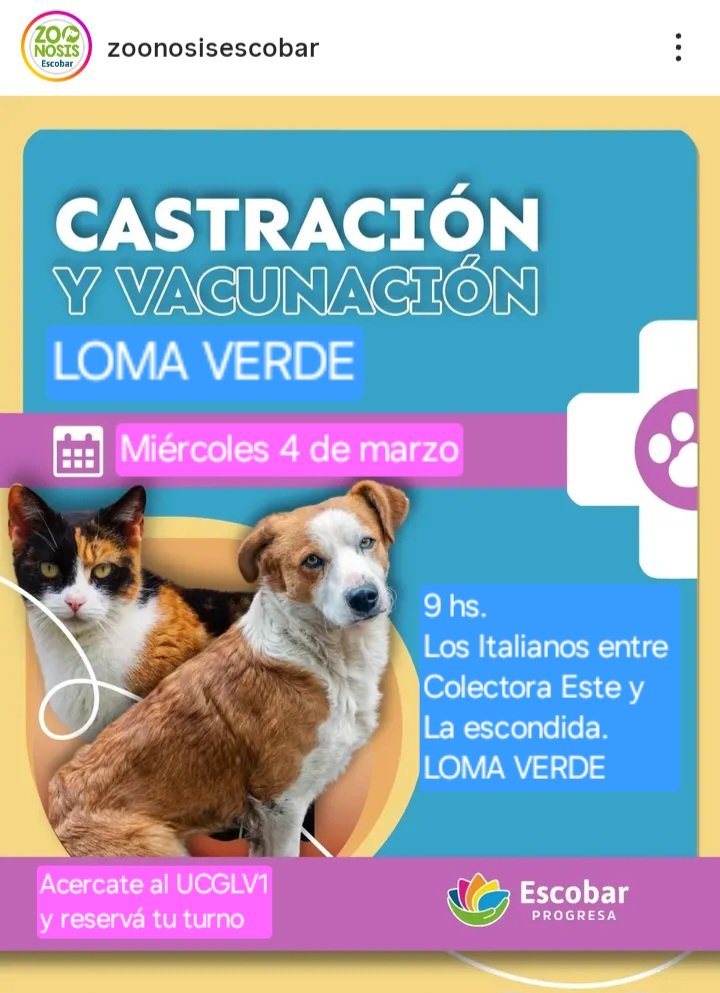 protegealanimal's tweet photo. ESCOBAR - LOMA VERDE/INGENIERO MASCHWITZ
#ESCOBAR #INGMASCHWITZ #MASCHWITZ #GARÍN #MATHEU #MAQUINISTASAVIO #SAVIO #BELÉNDEESCOBAR #LOMAVERDE #ZONANORTE #GRANBSAS #BSAS
Para castraciones en el móvil quirúrgico deben acercarse antes de la fecha a la dirección del operativo. https://t.co/Zq8Uz2pUBP