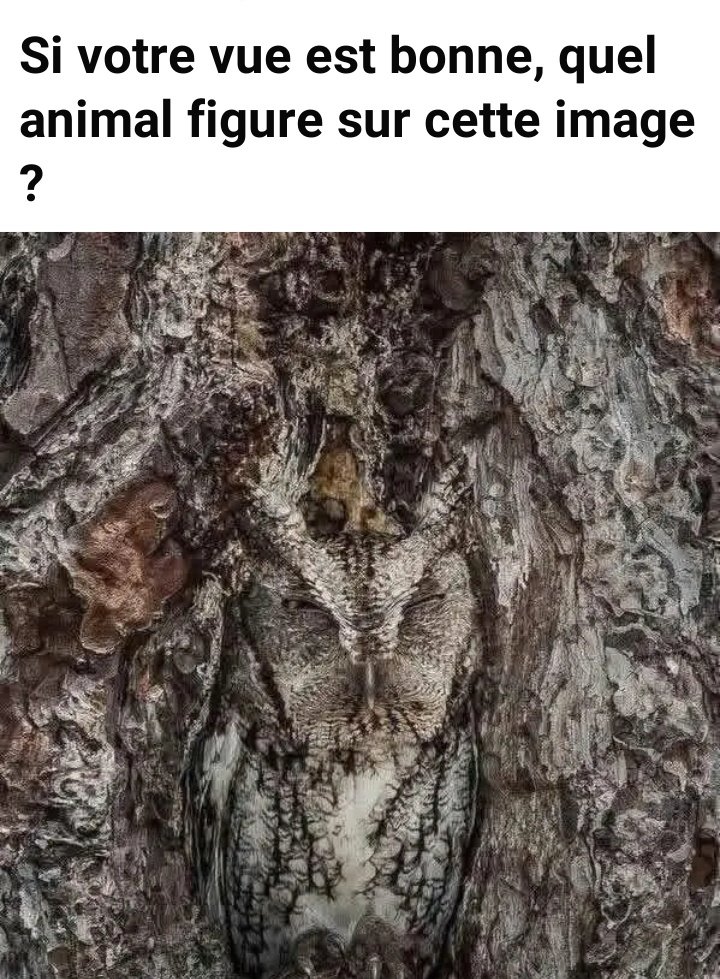 Jacob Shukuru tweet media