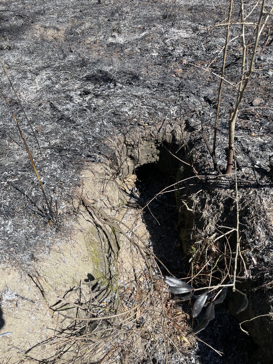 Gus Thegun tweet media