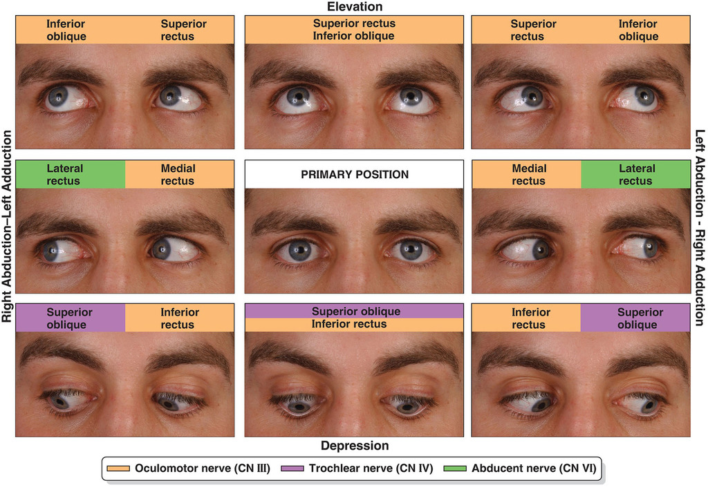 Foamed2020's tweet photo. Eye movements https://t.co/x7cUrIGD1J