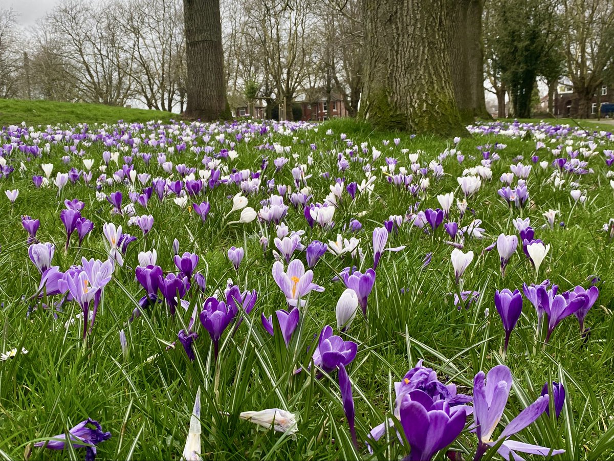 JonathanADodds's tweet photo. Spring is springing!

Crocuses in bloom at Cringle Park in Levenshulme. 

#manchester #mcr #SpringVibes https://t.co/LAHetaPoCx
