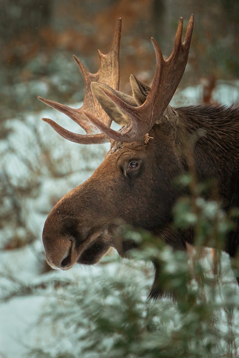ParcsOntario's tweet photo. 💌 VOUS AVEZ REÇU UN NOUVEAU MESSAGE

Objet : J’aime mon espace

Peu importe ce que je fais, j’ai besoin que vous vous teniez à une bonne distance. Je préfère rester à 30 mètres, pour mon confort.

Cordialement, #Orignal https://t.co/XqqWG0zR3v