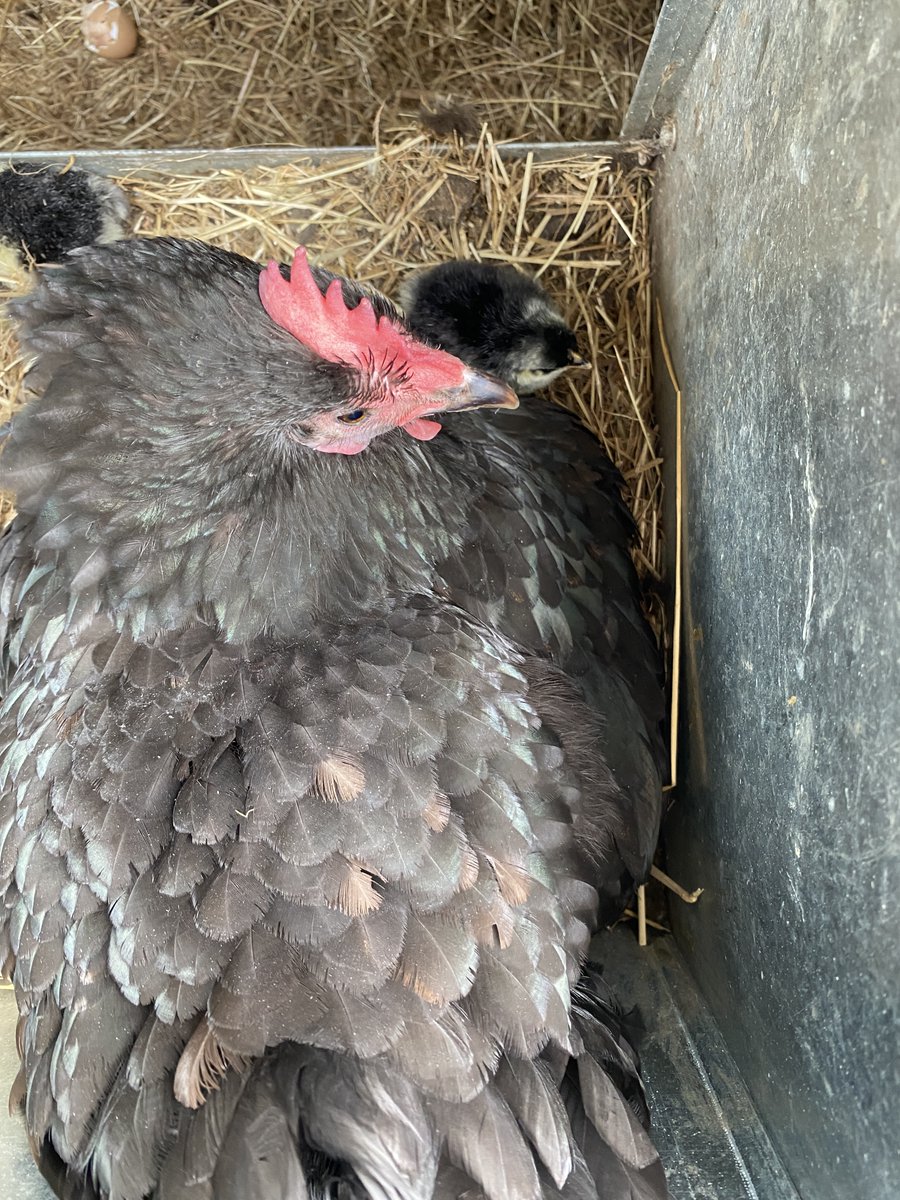 Broody hen with chicks