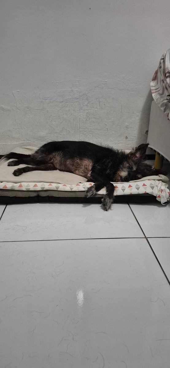 IseFlor_'s tweet photo. Cada ida ao veterinário é sentir um gostinho do sistema de saúde dos eua.... 
Eu não tenho mais rim pra dá, mas ela dorme o sono dos inocentes 🤡 https://t.co/zkEYVKWwHf
