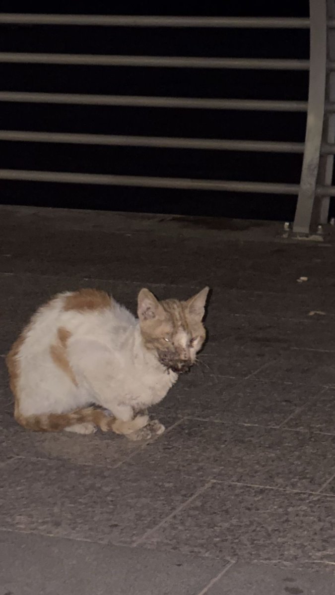 Qhearts | كيو هارتس tweet media