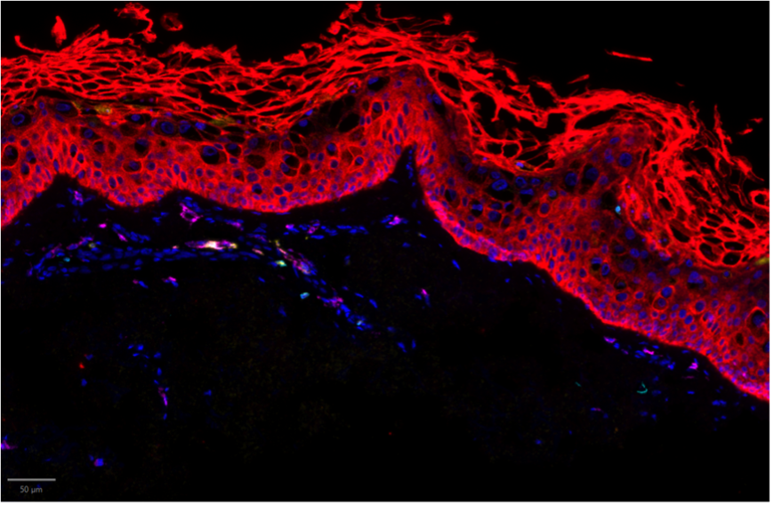 Casanova Lab tweet media