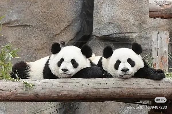 ปั้นปั้นมีพี่ชายฝาแฝดชื่อเยว่เยว่

เยว่ 月 ออกเสียงเหมือน 悦 หมายถึงมีความสุข

ปั้น 半 ออกเสียงเหมือน 伴 หมายถึงอยู่ร่วมกัน

แต่ที่เลือกใช้ตัว 月 กับ 半 เพราะเขียนรวมกันกลายเป็น 胖 พั่ง มาจากพั่งต๋า ทับศัพท์คำว่า panda ค่ะ🤍

(胖=อ้วน)

Cr xhs 小耳朵
#yueyue #banban #月月 #半半