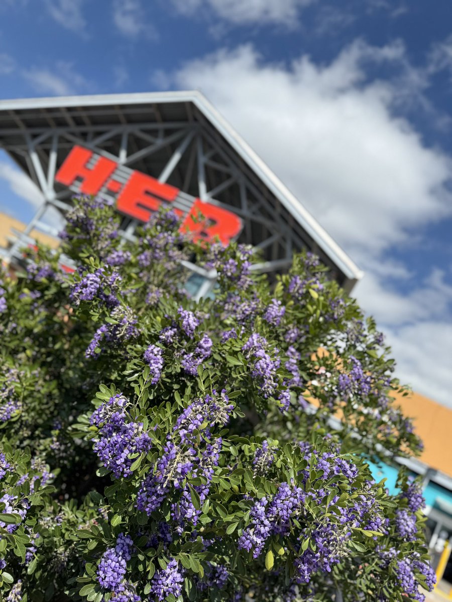 One of my favorite things about Spring is the Mountain Laurels in my  <a href="/HEB/">H-E-B</a> parking lot. Wish you could smell it