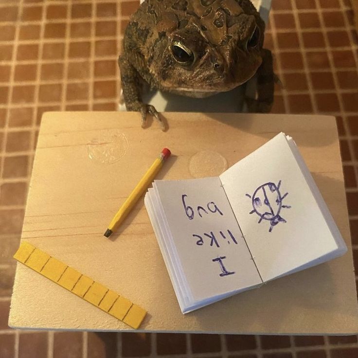 slothnapking's tweet photo. I like bug....
.......
.....
....
...
.. #Frogs #frogmemes #froglove #froglife #frog https://t.co/ur6oe4e15k