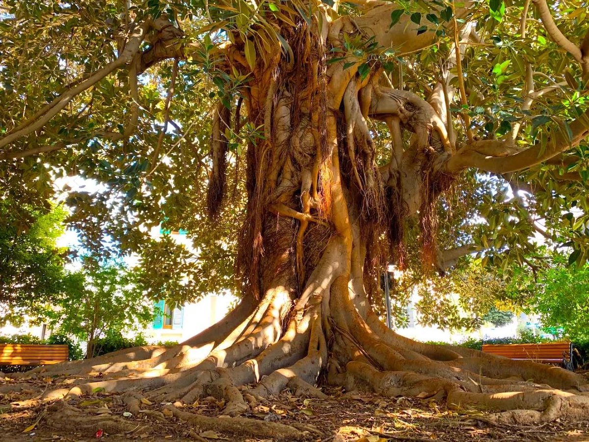 antimopalumbo's tweet photo. Alberi, monumenti verdi dalle capacità stupefacenti. Un articolo di Maria Tatsos uscito sabato 1 Marzo 2026 su Iodonna (l'inserto settimanale del Corriere della Sera)  nel quale parlo di "alberi del cuore" #alberi @IOdonna  #antimopalumbo #albero #trees https://t.co/SN31A3FnhQ