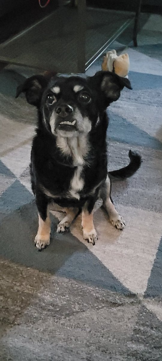 BergerandGreen's tweet image. Meet Gemma 🐕 - our receptionist Marilee's 11-year-old sweetheart with the cutest little underbite! That smile just makes you smile! 😊 #AttorneysAtPaw #UnderbiteClub #OfficeDogs