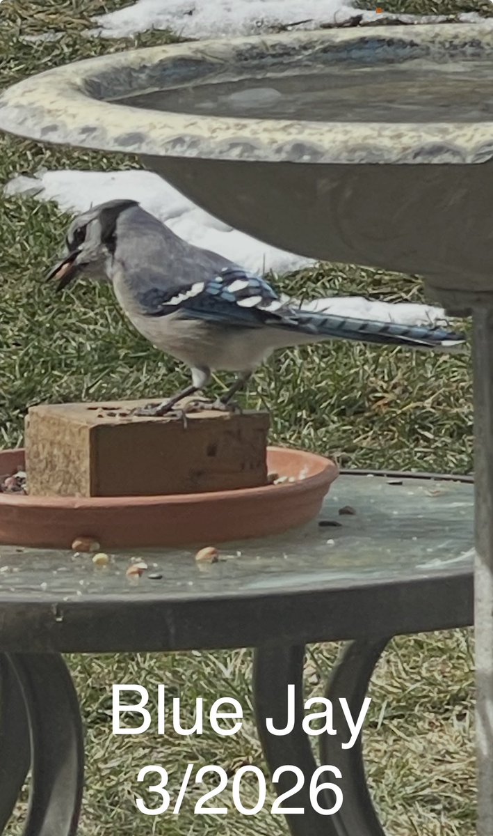 3/2026 BLUEJAY IN MY YARD