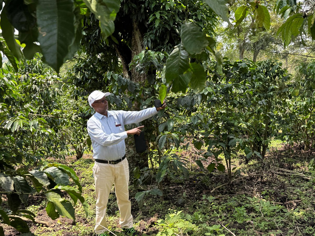National Coffee Research Institute Uganda (NaCORI) tweet media