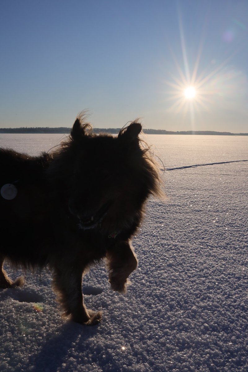 charmelectrino's tweet image. #walkingonwater #february #february2026 #asfarasicansee #photography #photos #landscapephotography #snow #winter