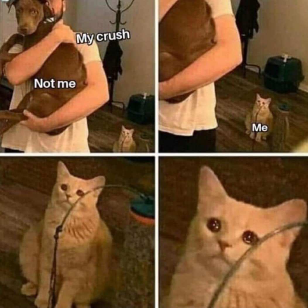 Punch Cat (@punchingcat) on Twitter photo 