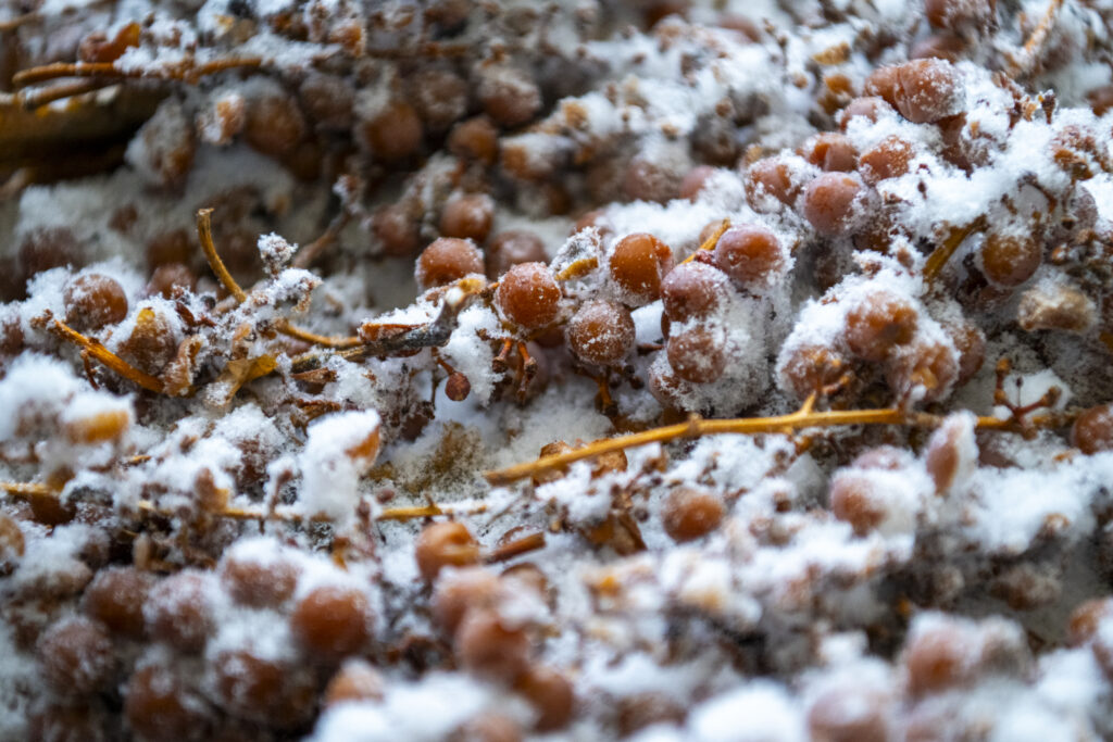 Let's Talk Science tweet media