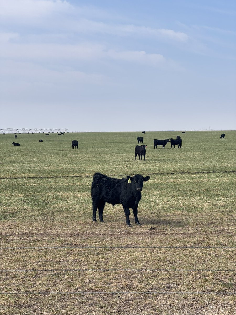 Russell French tweet media